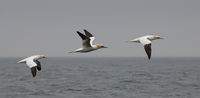 5th Anthony Le Conte Annual Nature Open PDI, Three Gannets Flying
