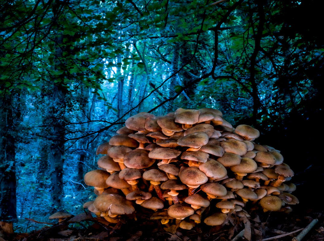 5th= Ben Le Prevost , Fairy Tale Fungi