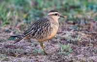 5th= Cindy Carre , Dotterel