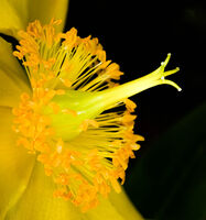 5th= Derek Bridel AFIAP, BPE2, Hypericum Hidcote