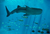 Anthony Le Conte ,Annual Nature PDI, Whale Shark