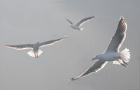 Anthony Le Conte , Gulls
