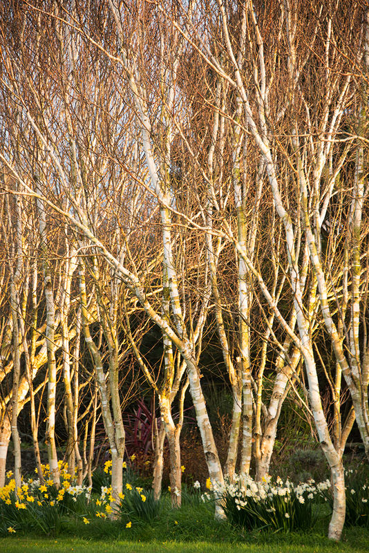 Anthony Le Conte ,In Your Garden, Himalayan Birch Trees
