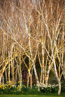 Anthony Le Conte ,In Your Garden, Himalayan Birch Trees
