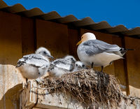 Anthony Le Conte , Winged Animals, Gull With Chicks