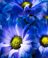 Ben Le Prevost ,Open Print, Flower Power