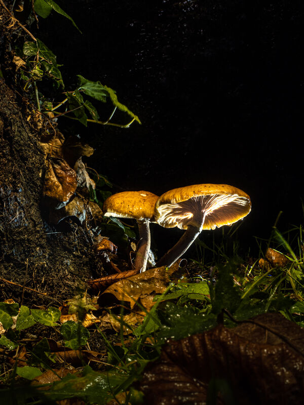 Ben Le Prevost , Mushrooms