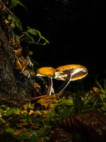Ben Le Prevost , Mushrooms