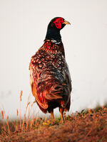 Ben Le Prevost , Pheasant
