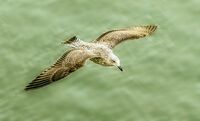 Berni Kerrigan ,Open Print, Juvenile Gull