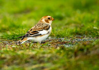 Berni Kerrigan Narrow Depth Of Field Snow Bunting