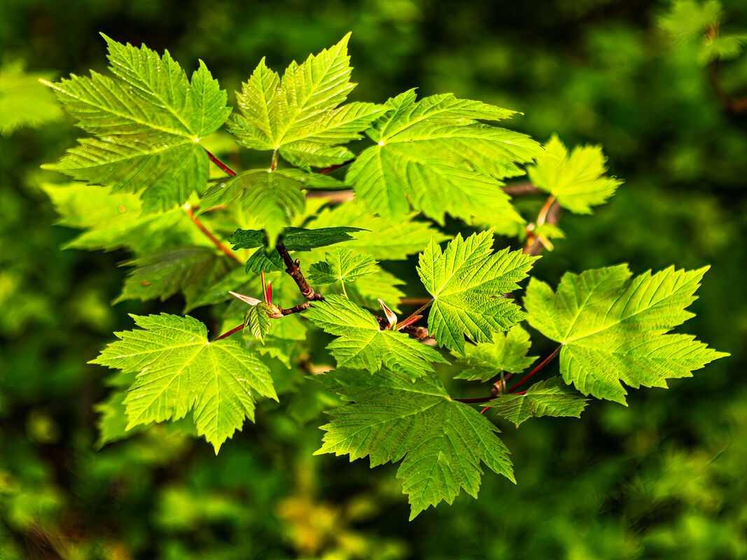 Berni Kerrigan Narrow Depth Of Field Sycamore New Growth