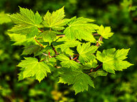 Berni Kerrigan Narrow Depth Of Field Sycamore New Growth