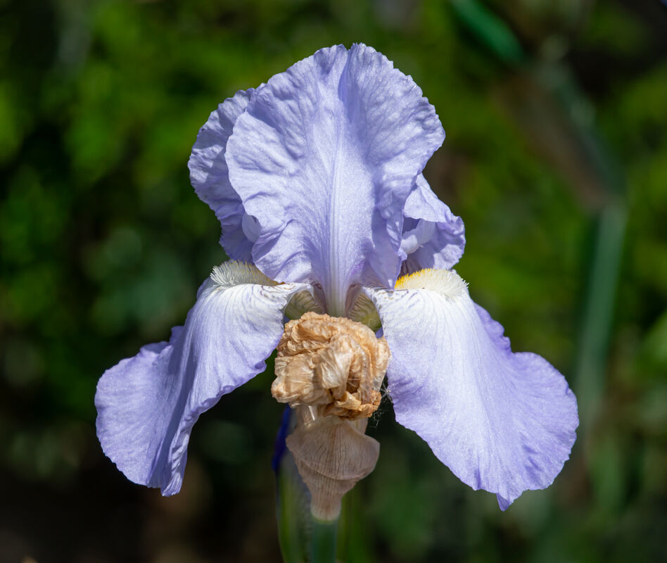 Berni Kerrigan  Nature Bearded Iris