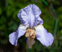 Berni Kerrigan Nature Bearded Iris