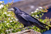 Berni Kerrigan Nature Rook On A Rock