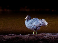 Berni Kerrigan  Open Coot