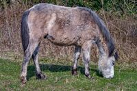 Berni Kerrigan  Open Welsh Pony