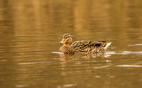Berni Kerrigan , Winged Animals, On Golden Pond