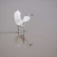 Brian Johnson ,Annual Nature PDI, Prepare For Take Off