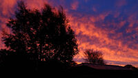 Brian Johnson ,Silhouette Contre Jour,Shepherd's Warning