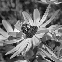 Brian Johnson ,In Your Garden, Busy Bee