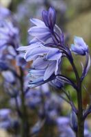 Brian Johnson ,In Your Garden, Shades Of Blue