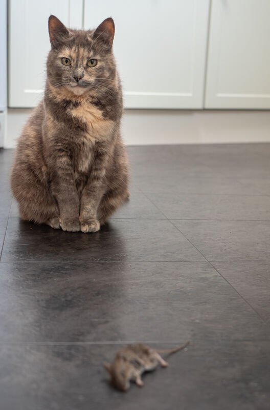 Brian Johnson  Narrow Depth Of Field Cat And Mouse