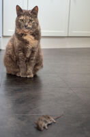Brian Johnson Narrow Depth Of Field Cat And Mouse