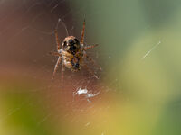 Brian Johnson Narrow Depth Of Field On The Web
