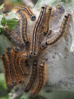 Brian Johnson Nature Lacky Moth Caterpillars