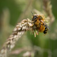 Brian Johnson Nature Solitary Bee