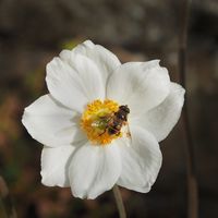 Brian Johnson , Winged Animals, Bee And Japanese Anenome