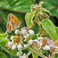 Brian Johnson , Winged Animals, Butterfly And Buds