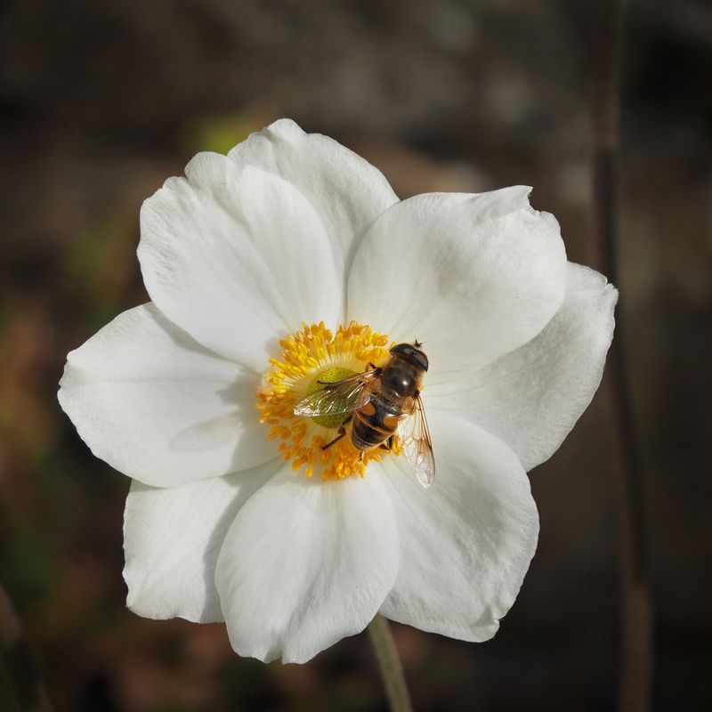 Brian Johnson , Annual Nature Open PDI, Fly On Japanese Anenome
