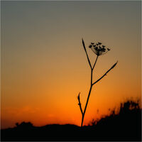 Carl Bideau ,Silhouette Contre Jour,Alexanders Sunset