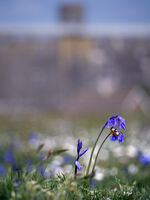 Carl Bideau Narrow Depth Of Field Bee On Bluebells At Reservoir