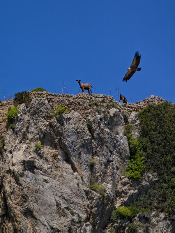 Carl Bideau  Nature Griffon Vulture With Female Wild Goat And Kid
