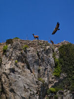 Carl Bideau Nature Griffon Vulture With Female Wild Goat And Kid