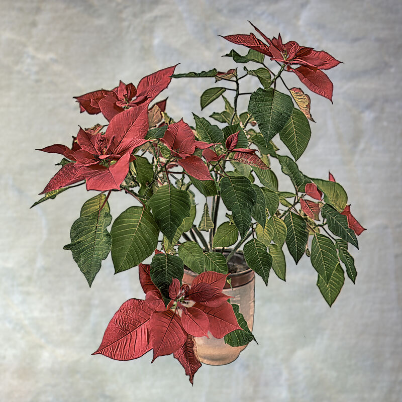 Carl Bideau  Still Life Poinsettia