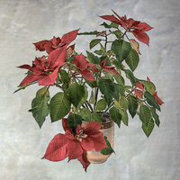 Carl Bideau  Still Life Poinsettia