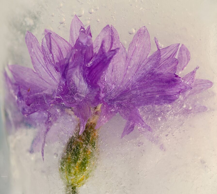 Chris Massey  Creative Flower In Ice