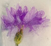 Chris Massey  Creative Flower In Ice