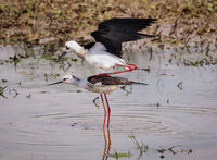 Chris Massey Nature Black Winged Stilts Mating
