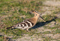 Cindy Carre ,Annual Nature PDI, Hoopoe