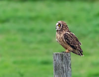 Cindy Carre Annual PDI Short Eared Owl