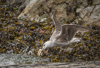 Cindy Carre Annual PDI Herring Gull