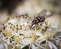 Cindy Carre , Winged Animals, Anthomyia