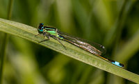 Cindy Carre , Winged Animals, Freshly Hatched Damselfly
