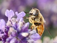 Colin Polson Nature Common Drone Fly